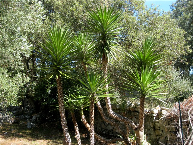 Silba